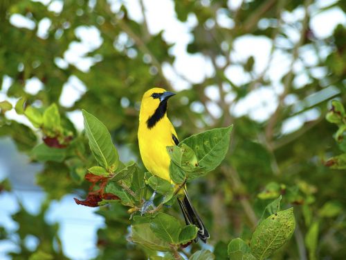 trupial bird curacao