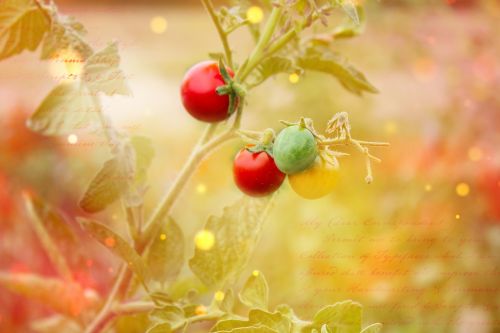 trusses vegetables tomatoes