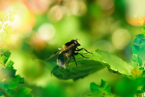 trzmielówka  muchówka  insect