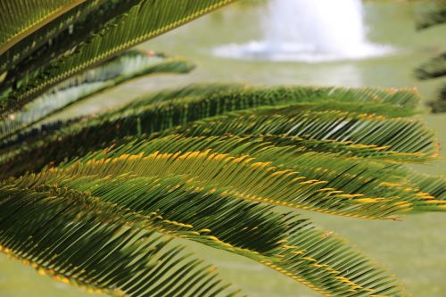 tsikas the cycads cycas