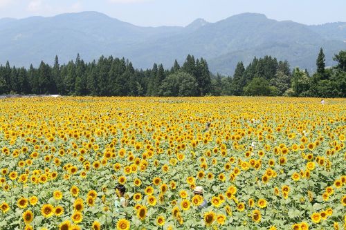 tsunan sunflower flower garden