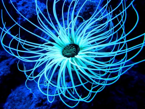 tube-anemone cerianthus-membranaceus mediteranean