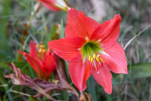 tube lily flower red