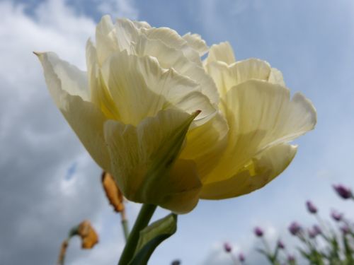 tuberous plant full tulip white