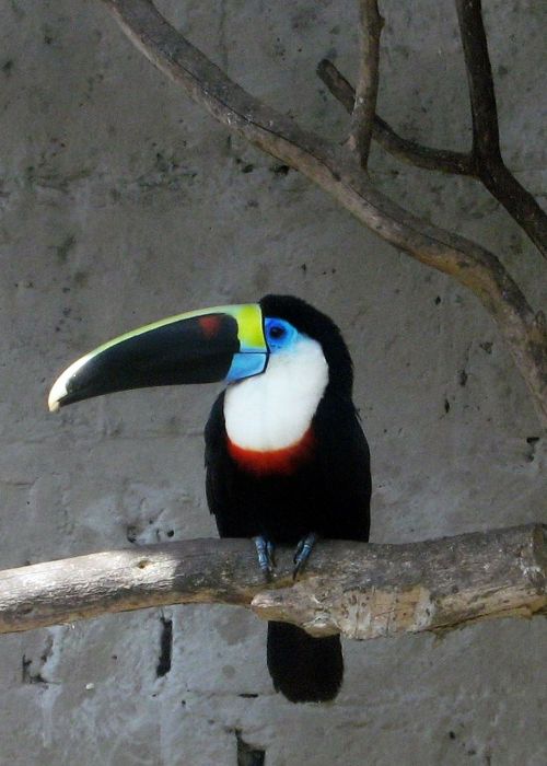 tucan bird animal