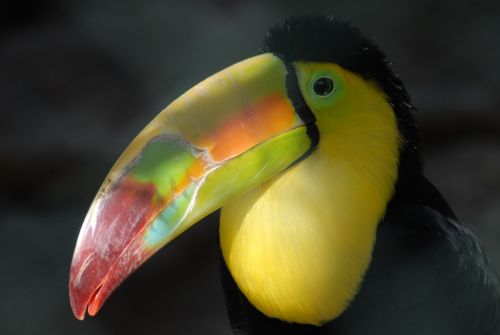 tucan ave nature