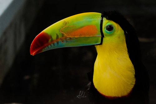 tucan  nature  colors