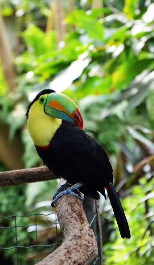 tucan bird tropical bird