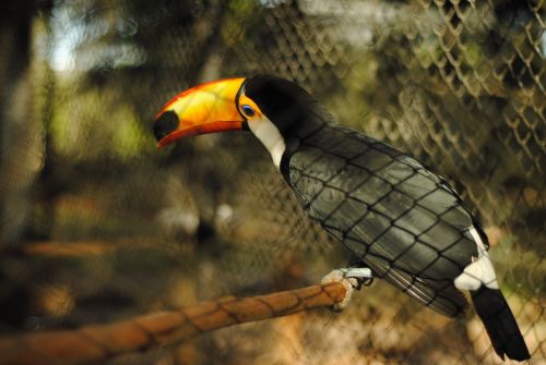 tucan zoo bird