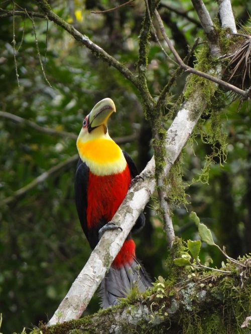 tucano nature bird