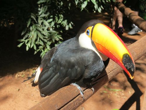 tucano bird zoo