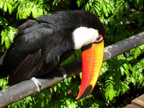 tucano bird brazil
