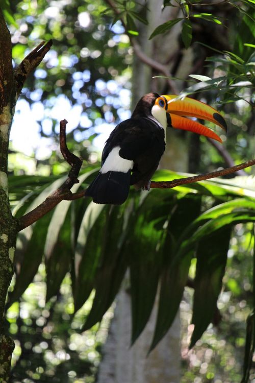 tucano nature bird
