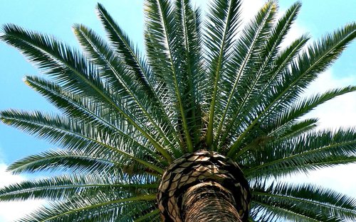 tucson  desert  palm