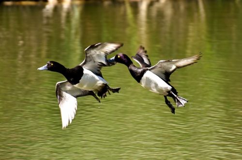 tufted duck ducks play