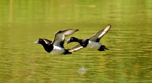 tufted duck ducks play