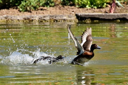 tufted duck ducks play