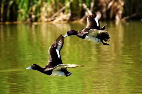 tufted duck ducks play