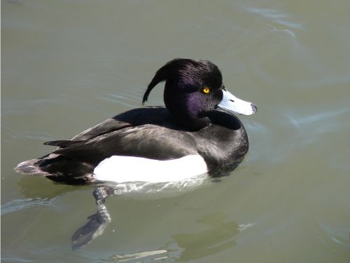 tufted duck swimming water