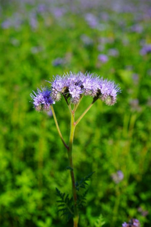 tufted flower phacelia water-leaf family