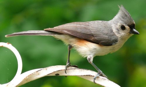 tufted titmouse bird nature