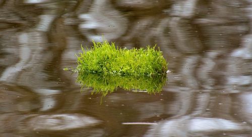 tufts of grass water drive