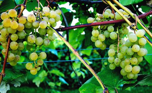 tug hill vineyards grape vine wine
