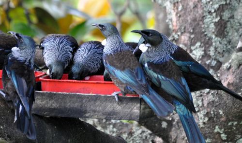 tui at sugar feeder new zealand