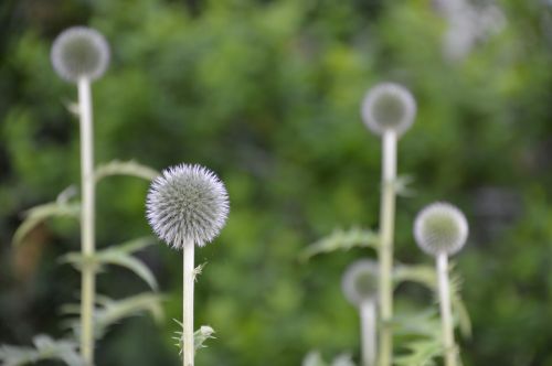 Garden Flowers