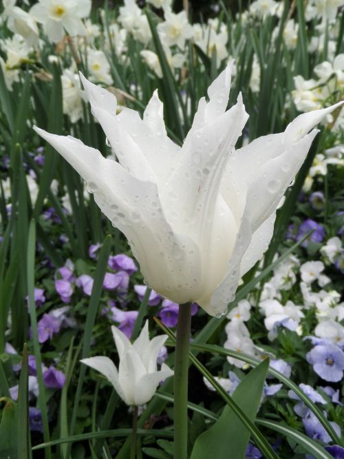 tulip white meadow