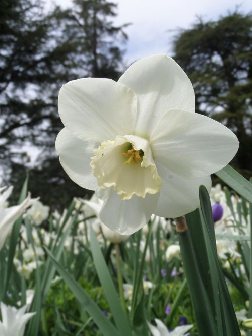 narcis white meadow