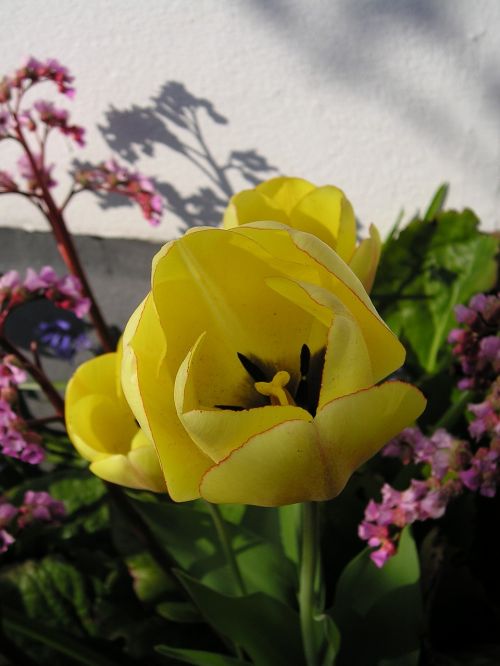 tulip yellow flowers