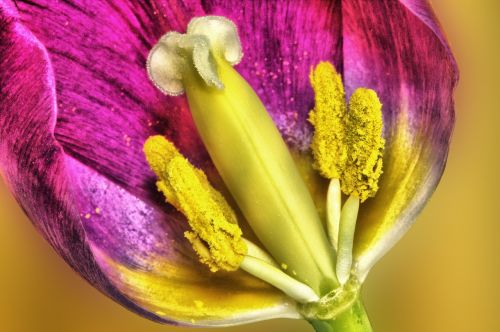 tulip flower hdr