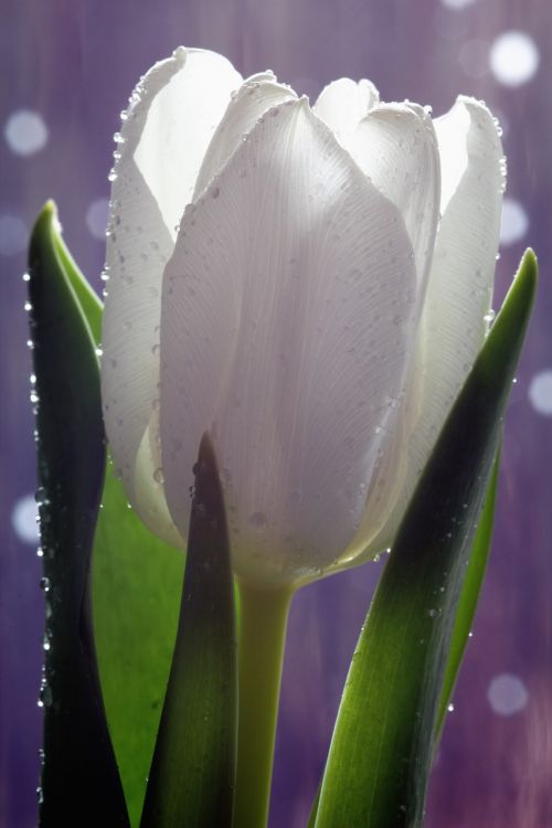 tulip flower white