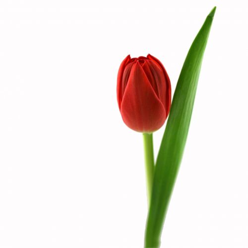 tulip red blossom