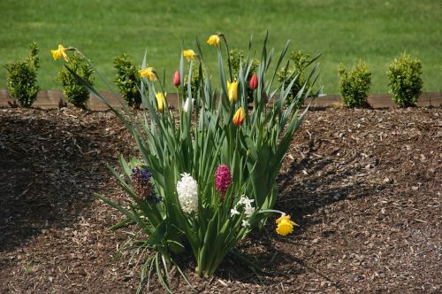 tulip flower nature