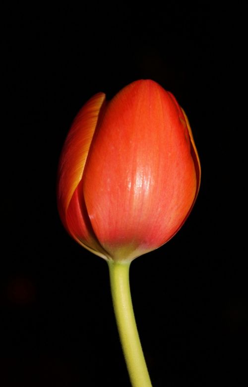 tulip night flower floral