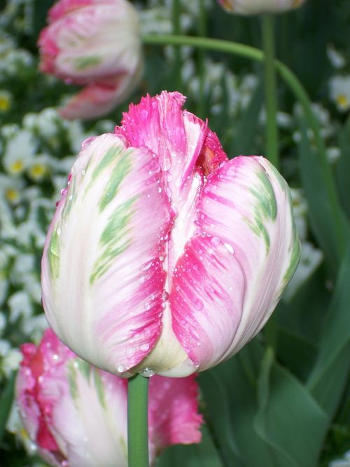 tulip pink close