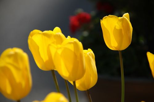 tulip flowers spring