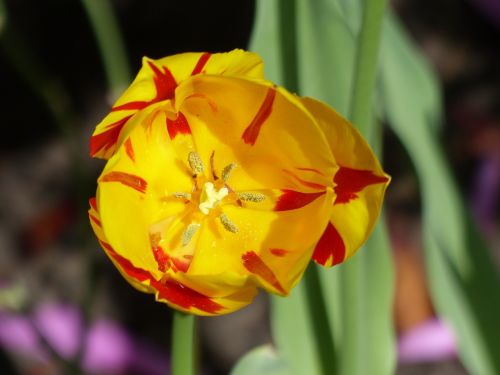 tulip cup blossom