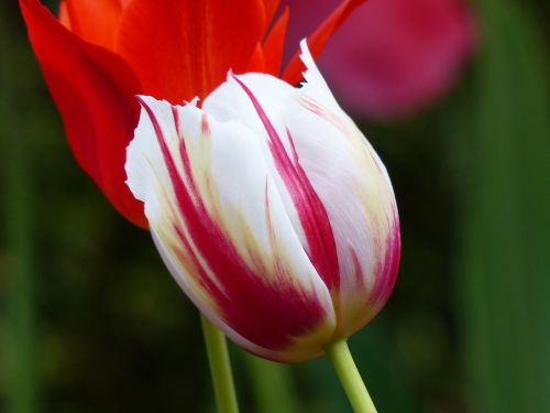 tulip blossom bloom