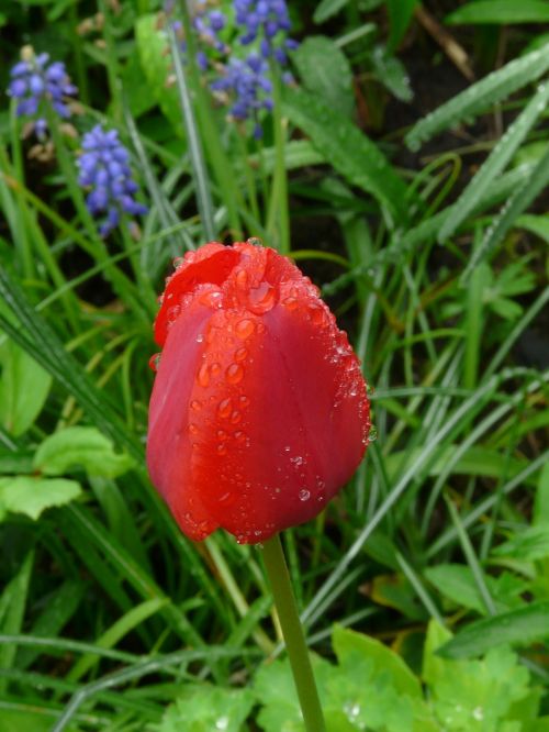 tulip flower spring