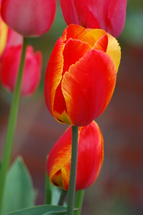 tulip plant flower