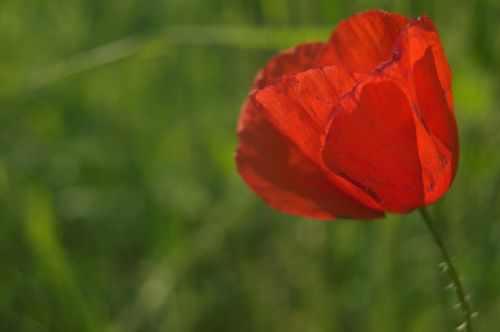 tulip red flower