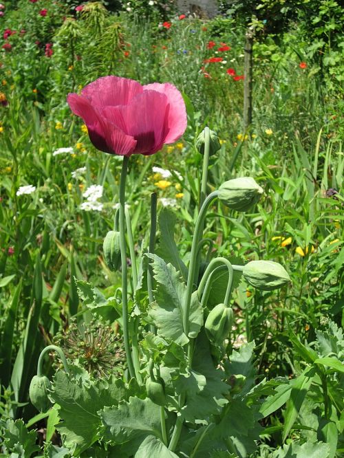 tulip flower purple