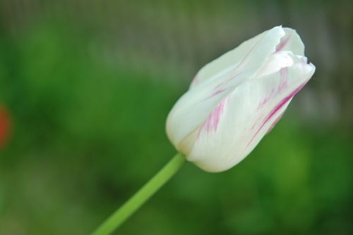 tulip tulips flower