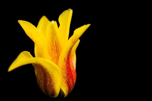 tulip yellow flower red