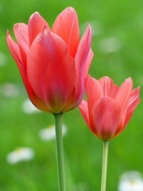 tulip red tulpenbluete