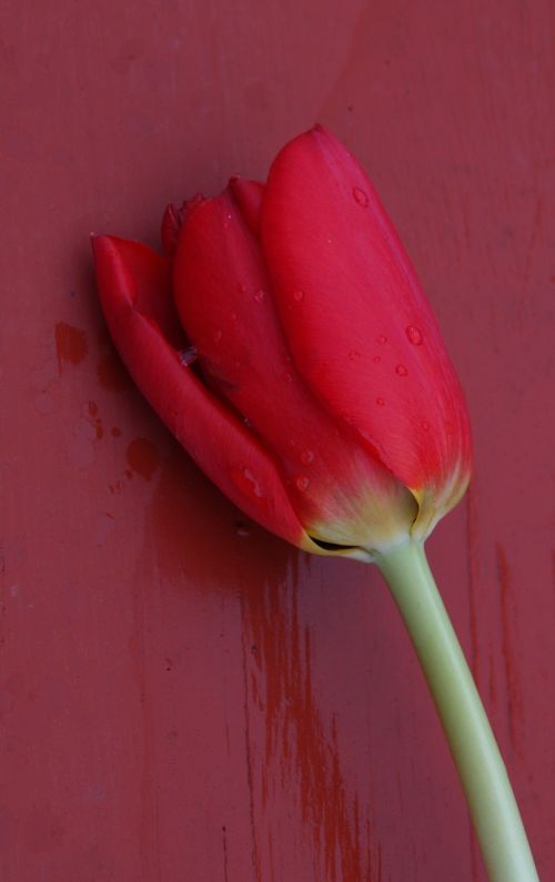 tulip flower red