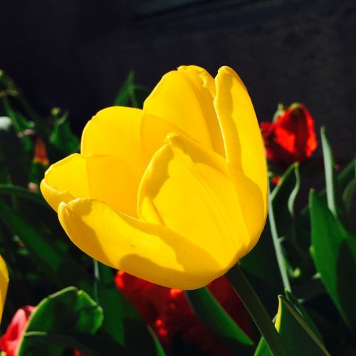tulip flowers yellow